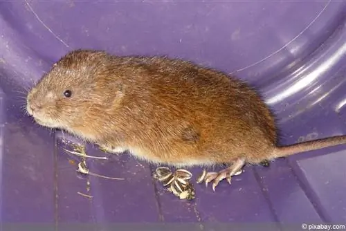 Getting rid of voles - vole trap, bait or poison?