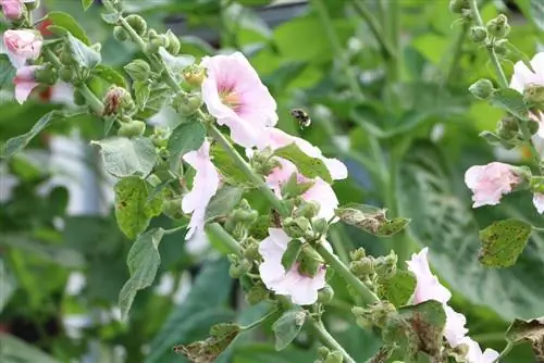 ሆሊሆክስ - Alcea rosea