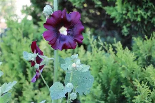 Hollyhocks - Alcea rosea