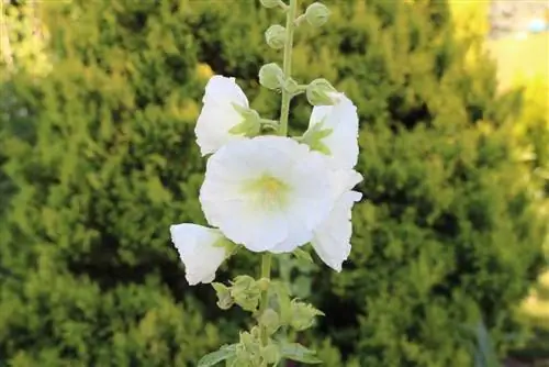 Gupitin nang tama ang mga hollyhocks at i-overwinter ang mga ito - matibay ba ang Alcea rosea?