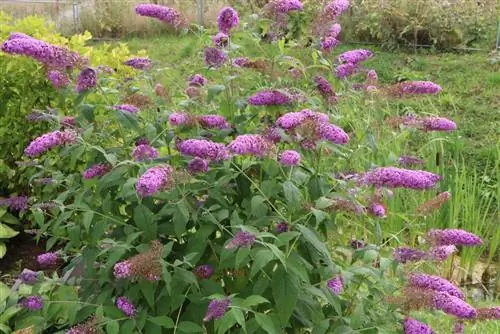 Cutting buddleia - Buddleja