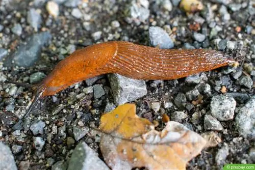 Pengendalian siput - apa yang harus dilakukan jika Anda terserang siput?