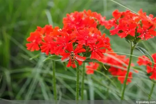 yanan aşk - Lychnis chalcedonica