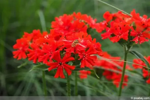 Tình yêu cháy bỏng, Lychnis chalcedonica - hướng dẫn chăm sóc