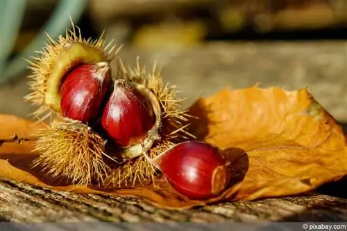 Chestnut tree, chestnut tree - care instructions