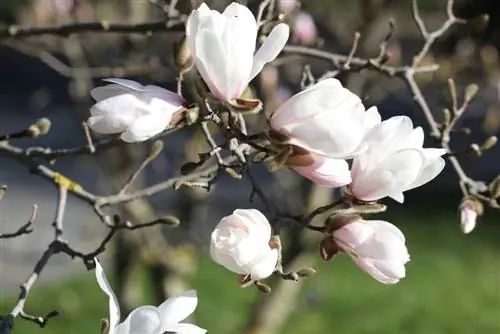 Skjæring av magnolia - instruksjoner + når er den beste tiden