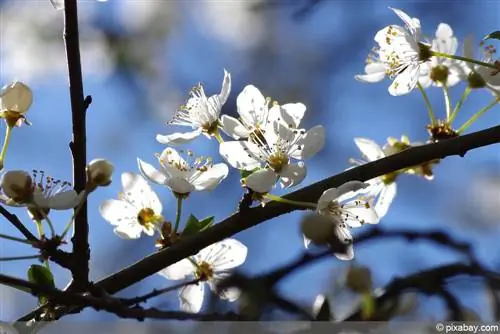 Ciruela mirabel - Prunus domestica