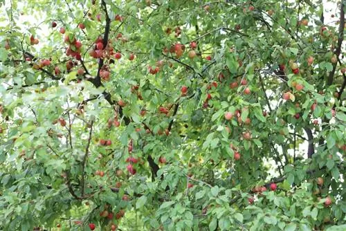 Ciruela mirabel - Prunus domestica