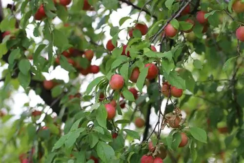 Pruna mirabelle - Prunus domestica