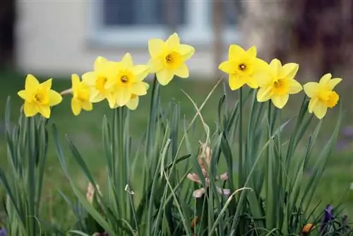 Daffodils - Narcissus