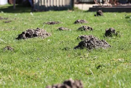 Nježno otjerajte madeže - u poređenju sa svim kućnim lijekovima