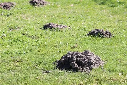 Uklonite krtice u bašti - uradite to kako treba