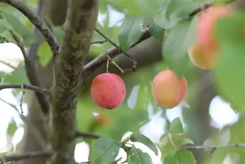 Mirabelle plum ntoo - ntau yam, nroj tsuag thiab cov lus qhia rau kev saib xyuas