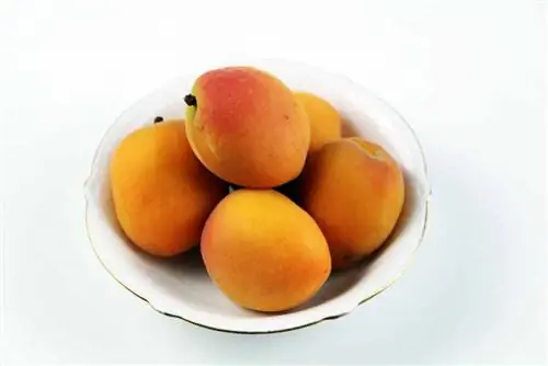 Кайсия - Apricot - Prunus armeniaca