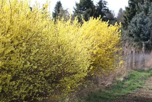 Forsythia - Forsythia