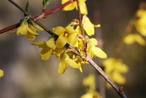 Форсития, Форсития - профилі, өсімдіктері, күтімі және көбеюі