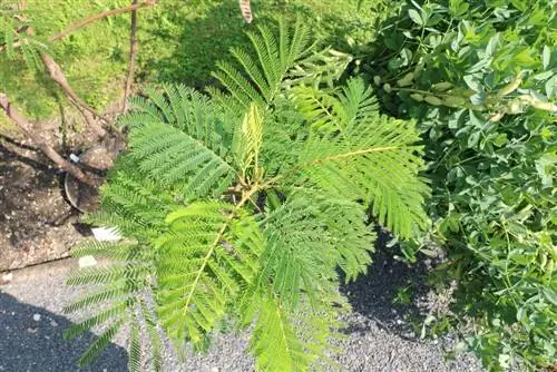 Umbrella akatsiya - Paraserianthes lophantha