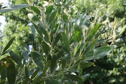 Blackwood acacia - Paraserianthes lophantha