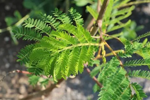 Akasiya - Paraserianthes lophantha