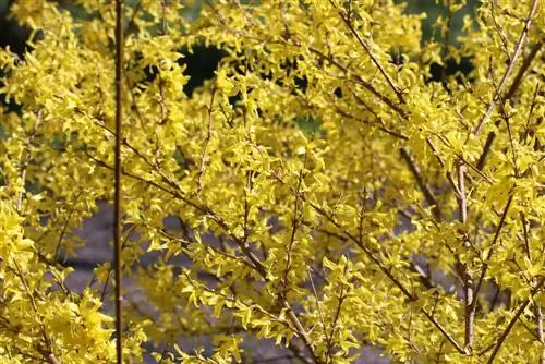 Cut forsythia correctly - as a hedge, individual shrub and privacy screen