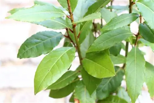 Laurierboom - Laurus nobilis