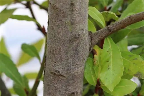 Árbol de laurel - Laurus nobilis