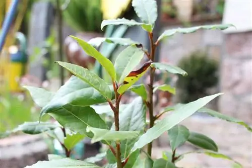 O louro tem folhas marrons - doenças + pragas no louro