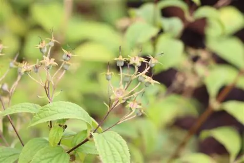 Deutzie, Deutzia - variety list, care and information on toxicity