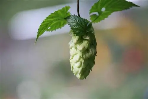 Şerbetçiotu - Humulus