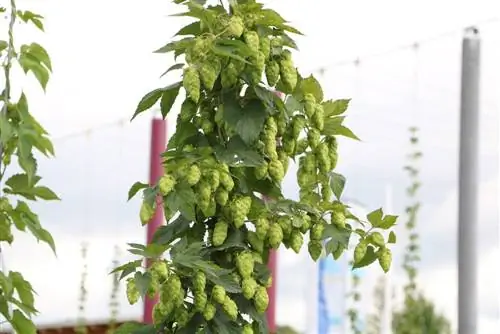 Hops - humulus