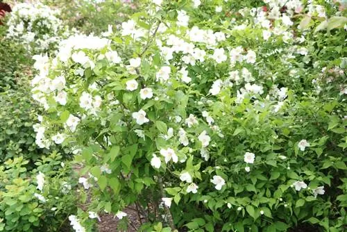 Garden jasmine - Philadelphus coronarius