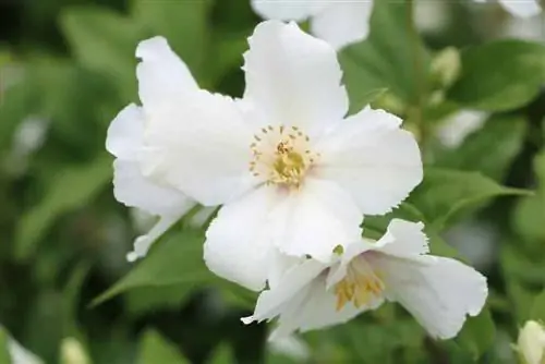 Lub vaj jasmine - Philadelphus coronarius