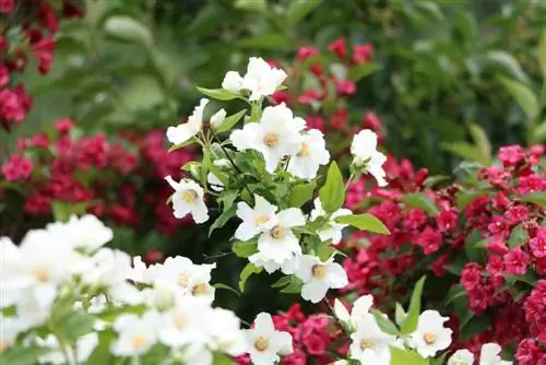 Bog 'jasmin - Philadelphus coronarius