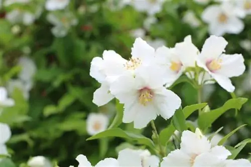 Dubbel trädgårdsjasmin, rörbuske - skötsel, styckning och förökning