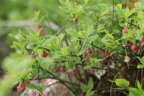 Blåbær - Blåbær - Vaccinium myrtillu