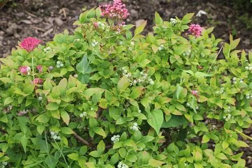 אוכמניות - אוכמניות - Vaccinium myrtillu