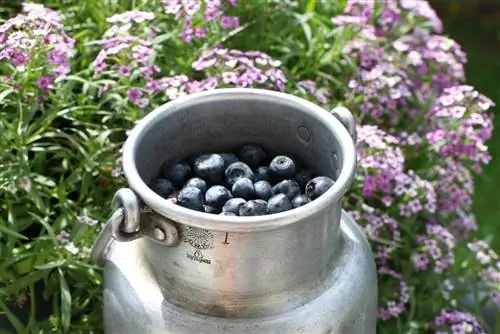 Blueberry - Blueberries - Vaccinium myrtillu