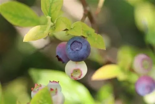 Cog blueberries/blueberries nyob rau hauv lub vaj - lub sij hawm & lus qhia