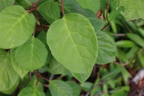 Schisandra chinensis - Wu Wei Zi - հատապտուղ