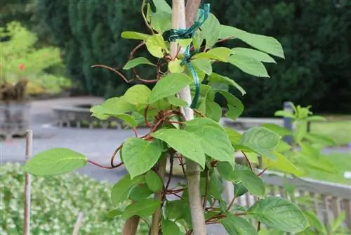 Schisandra chinensis - Wu Wei Zi - bær