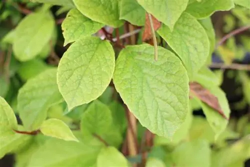 Schisandra chinensis - وو وی زی - توت