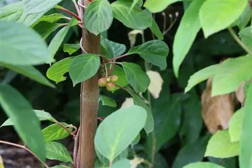 Schisandra chinensis, Wu Wei Zi-bessen – verzorgingsinstructies voor planten