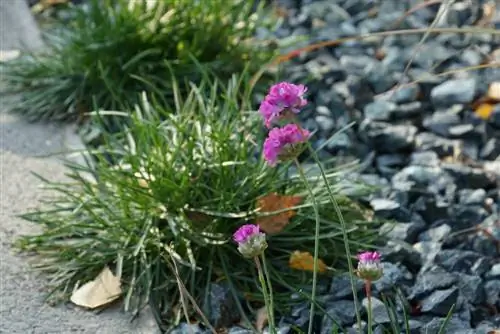 Girofle d'herbe -Armeria