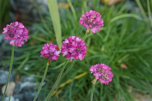 Rumput Cengkih -Armeria