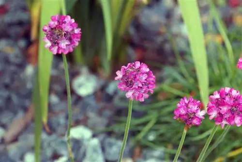 Oeillet d'herbe,armeria - variétés, soins et informations sur la résistance à l'hiver/la toxicité