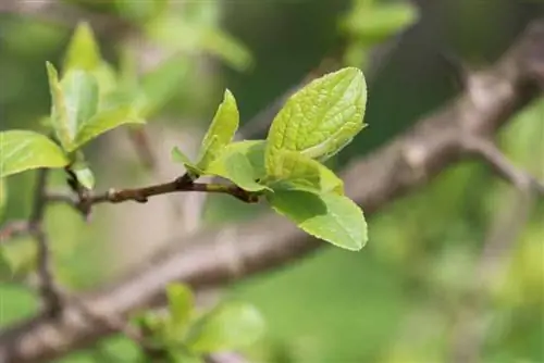 Plum tree - leaves - Prunus domestica