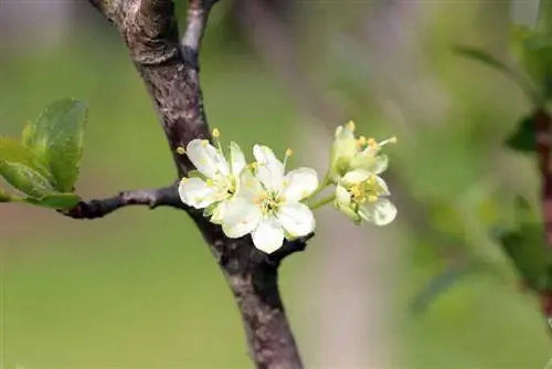 Op de juiste manier voor pruimenbomen zorgen - variëteiten, planten en ziekten