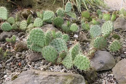 Rock garden: Hardy cacti and succulents in the garden