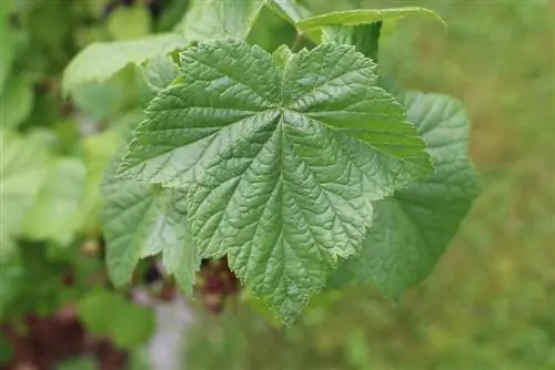 Črni ribez - Ribes nigrum