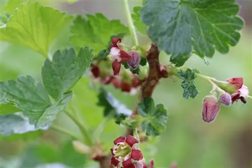 Grosellas negras - Ribes nigrum